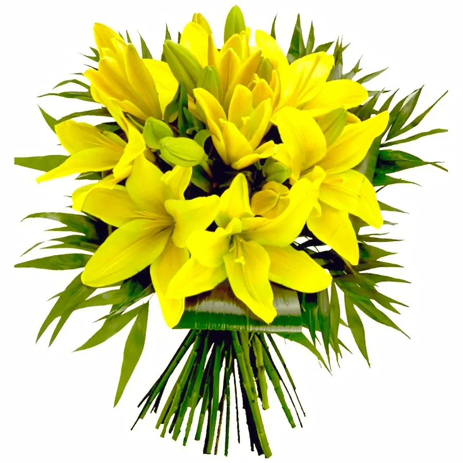 Лилия желтая